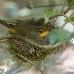 The long tail of a Spectacled Tetraka sticks out of its nest at Mantadia National Park (image by Mike Watson)