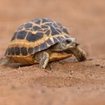 A critically endangered Spider Tortoise in the spiny forests of the southwest (image by Mike Watson)