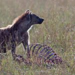 A dominant male Spotted Hyaena stands guard over a wildebeest carcass, it’s all about looking menacing (image by Mike Watson)