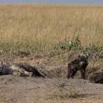 Spotted Hyaena family at the entrance to their den on the Mara (image by Mike Watson)
