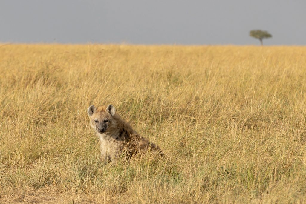 Mother Spotted Hyaena near its den (image by Mike Watson)