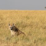 Mother Spotted Hyaena near its den (image by Mike Watson)