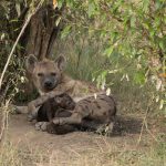 We were lucky to have two Spotted Hyaena dens occupied during our stay, mum nursing here (image by Mike Watson)