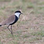 The super-smart Spur-winged Lapwing. There was no end of smart lapwings on the Mara (image by Mike Watson)