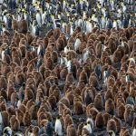 There is nothing in the world like visiting the huge King Penguin colonies on South Georgia (image by Inger Vandyke)