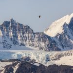 A Dolphin Gull flies past the incredible mountain backdrop of St Andrews in South Georgia (image by Inger Vandyke)
