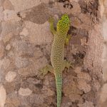 A beautifully marked Standing’s Day Gecko, another southwest speciality, roadside at Zombitse (image by Mike Watson)