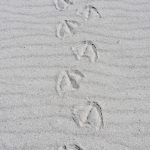 Following Falkland Island Steamer Duck tracks in the sand of Leopard Cove on Carcass Island in the Falklands (image by Inger Vandyke)