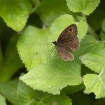 Strabena-triopthalma, another pretty little Madagascan satyr without an English name (image by Mike Watson)