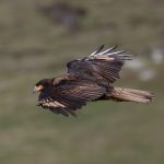 Striated Caracara in flight (image by Inger Vandyke)