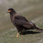 An ever watchful Striated Caracara looks for unwary Gentoo parents that might give it a meal of Gentoo chicks (image by Inger Vandyke)