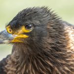 Portrait of a Striated Caracara at Grave Cove in the Falklands (image by Inger Vandyke)