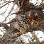 Subdesert Mesites at their night time roost near Ifaty (two males and a female) (image by Mike Watson)