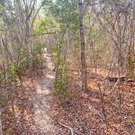 The baking hot sunlit trails of the grid at Kirindy Forest were hard work this year (image by Mike Watson)