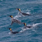 Curious King Penguins swim out to greet visiting boats on South Georgia (image by Inger Vandyke)