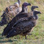 Three in a row, Rüppell’s, Lappet-faced and White-backed Vultures (image by Mike Watson)