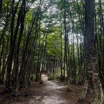 A typical walking trail in the incredible Tierra Del Fuego National Park (image by Inger Vandyke)
