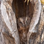 Torotoroka Scops at its day roost in Kirindy Forest (image by Mike Watson)