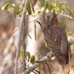 This tame Torotoroka Scops Owl even allowed our guide to unruffle its feathers for a portrait, I have never seen anything like that before! (image by Mike Watson)
