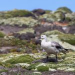 Male Upland Goose on the stunning cushion plants of New Island in the Falklands (image by Inger Vandyke)