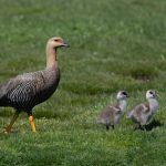 A Upland Goose mother herds her two goslings towards a drinking pool on Grave Cove in the Falklands (image by Inger Vandyke)