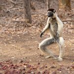 Dancing Verreaux’s Sifaka at Kirindy (image by Mike Watson)