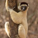 A dreamy gaze from a Verreaux’s Sifaka at Kirindy (image by Mike Watson)