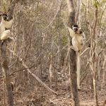 Verreaux’s Sifaka family at Kirindy Forest (image by Mike Watson)