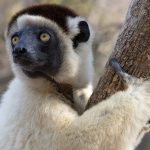 Green eyes. Verreaux’s Sifaka in morning light at Kirindy (image by Mike Watson)
