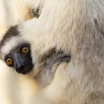 Verreaux’s Sifaka baby riding on mum at Kirindy Forest (image by Mike Watson)