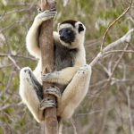 Verreaux’s Sifaka is always on the lookout for the Fosa at Kirindy (image by Mike Watson)
