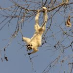 Verreaux’s Sifaka demonstrating its incredibly agility to feed on the outermost branches (image by Mike Watson)