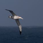 The denizens of the Southern Ocean, Wandering Albatrosses are always a highlight of our sea crossings (image by Inger Vandyke)