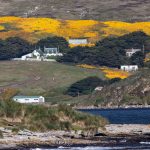 The pretty farm houses on West Point in the Falklands. During our trip they were surrounded by flowering yellow Gorse (image by Inger Vandyke)
