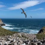 The spectacular Black-browed Albatross colony at West Point in the Falklands (image by Inger Vandyke)