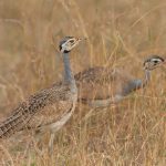 White-bellied Bustard is common in the grassland of the Maasai Mara (image by Mike Watson)