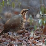 White-breasted Mesite is a denizen of the dry deciduous forest of western Madagascar (image by Mike Watson)