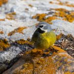 Portrait of a pretty White-bridled Finch on Saunders Island in the Falklands (image by Inger Vandyke)