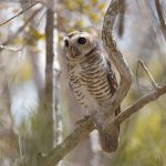 White-browed Owl deep in Kirindy Forest (image by Mike Watson)