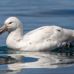 South Georgia is a great place to see the white morph of the Southern Giant Petrel (image by Inger Vandyke)