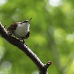 Normally White-throated Treerunners live in the forest where they hunt for small insects in the bark of trees (image by Inger Vandyke)