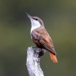 A White-throated Treerunner crests the top of a stump to sing (image by Inger Vandyke)