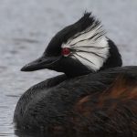 Portrait of a White-tufted Grebe in the Falkland Islands (image by Inger Vandyke)