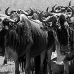 Wildebeest look much more scary than an animals, which is effectively the Mara Mars Bar for most predators (image by Mike Watson)