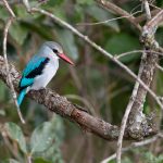 Woodland Kingfisher in the grounds of the camp at Entim (image by Mike Watson)