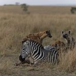 Some of our folks could not bear to watch this poor wounded zebra being eaten alive by hyaenas, a few hours later it was just a pile of bones (image by Mike Watson)