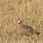 Yellow-throated Sandgrouse male (image by Mike Watson)
