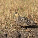 Portrait of a pretty Yellow-throated Sandgrouse female (image by Mike Watson)