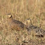 Yellow-throated Sandgrouse pair (image by Mike Watson)