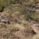 There was almost a zebra crossing by they were put off by the obnoxious hippos (image by Mike Watson)